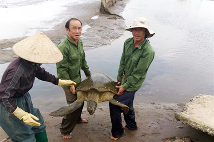 Ngư dân Nam Định bắt được con vích biển hiếm gặp, nặng tới 64kg