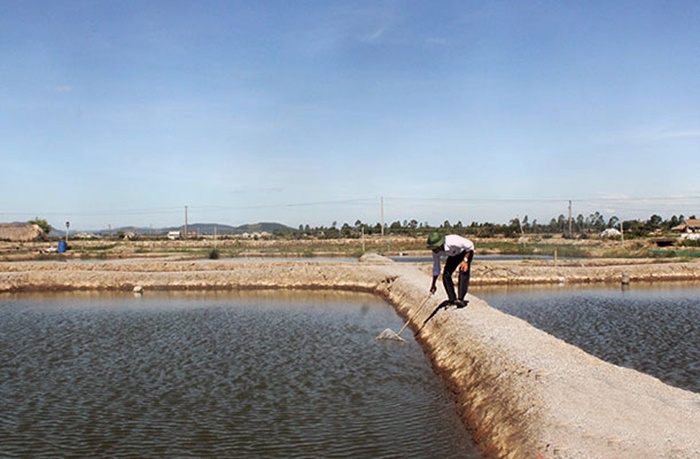 Thanh Hóa: Phát triển HTX nuôi trồng thủy sản