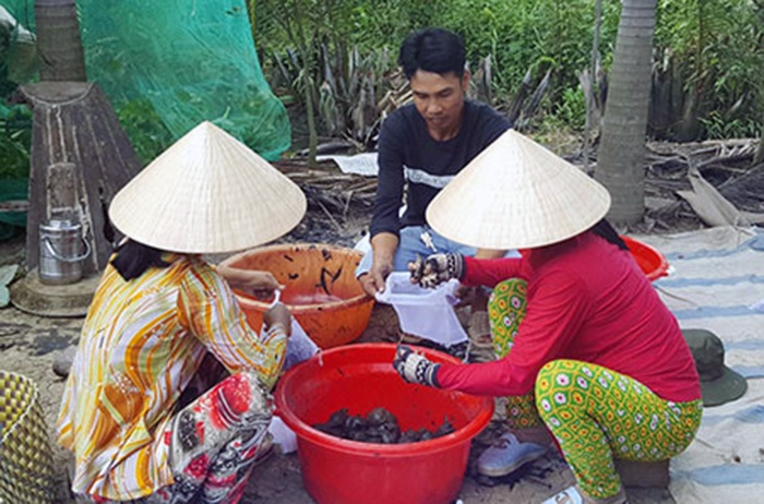 Hậu Giang: Ba ba giống hút hàng, tăng giá