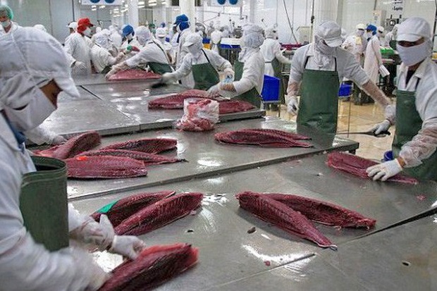 Chiến lược mới của FDA đối với cá ngừ nhập khẩu
