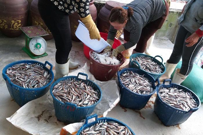 Quảng Ngãi: Vào mùa chế biến nước mắm