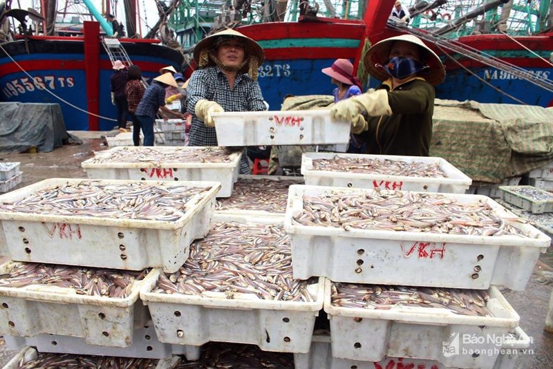 2 tháng ngư dân Quỳnh Lưu thu hơn 200 tỷ đồng từ khai thác hải sản
