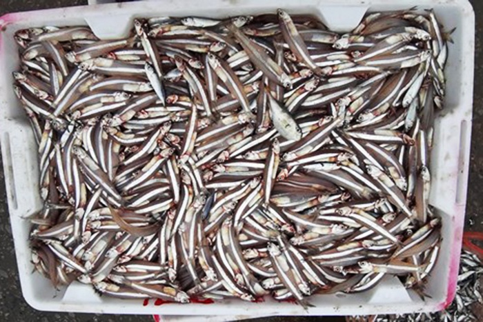 Quỳnh Lưu khởi sắc khai thác hải sản đầu năm