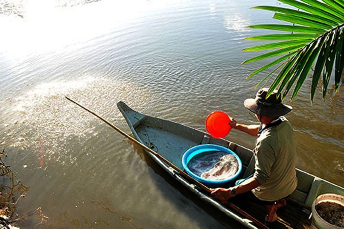 Mùa thuốc cá, cải tạo vuông tôm