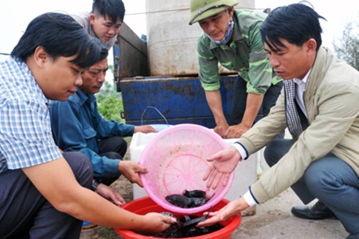 Ninh Bình: Hỗ trợ 5000 con cá giống với mô hình nuôi cá mú thương phẩm