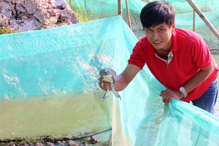 Chàng trai bỏ phố về quê là giàu với nghề nuôi ếch