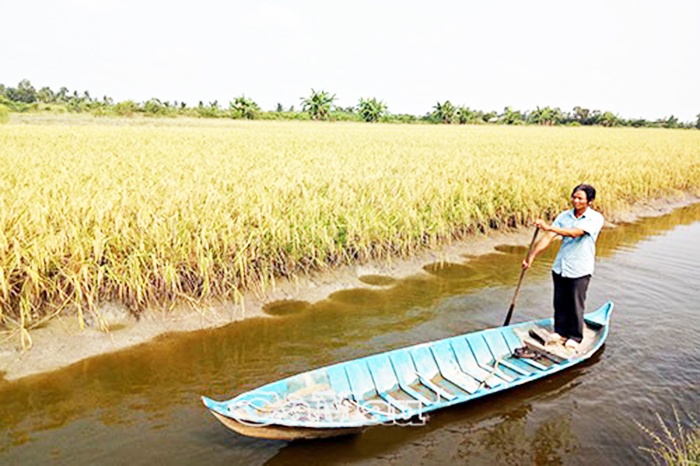 Mô hình sản xuất tôm - lúa hữu cơ ở U Minh