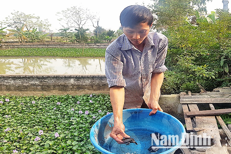 Chàng trai Nam Định làm giàu với nghề nuôi ba ba gai