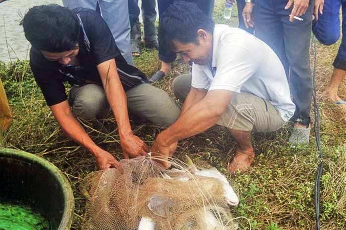 mô hình nuôi cá bông lau bằng con giống nhân tạo