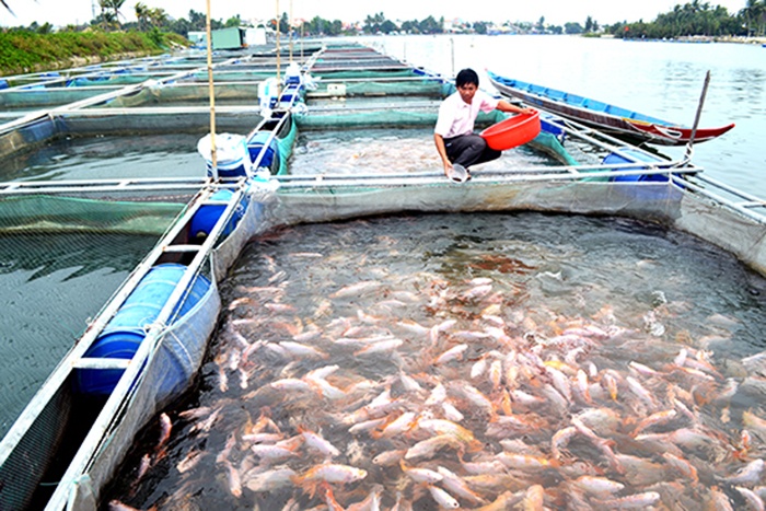 Nuôi cá ngoài quy hoạch ở TP.Hội An: Cần giải pháp phù hợp