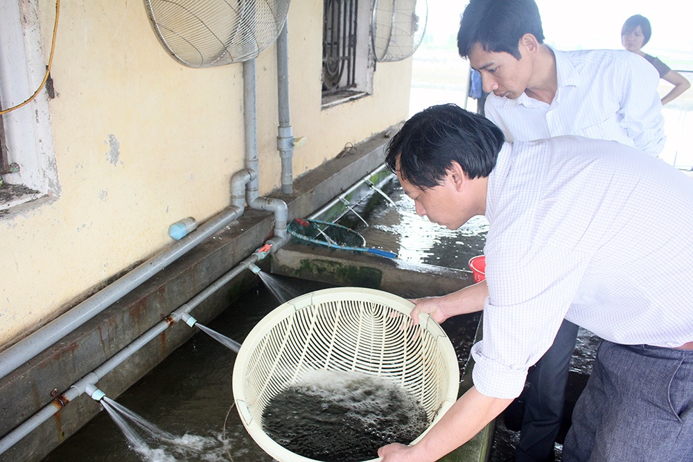 Thái Bình: Hiệu quả nhờ liên kết nuôi cá Rô phi theo VietGAP gắn với tiêu thụ