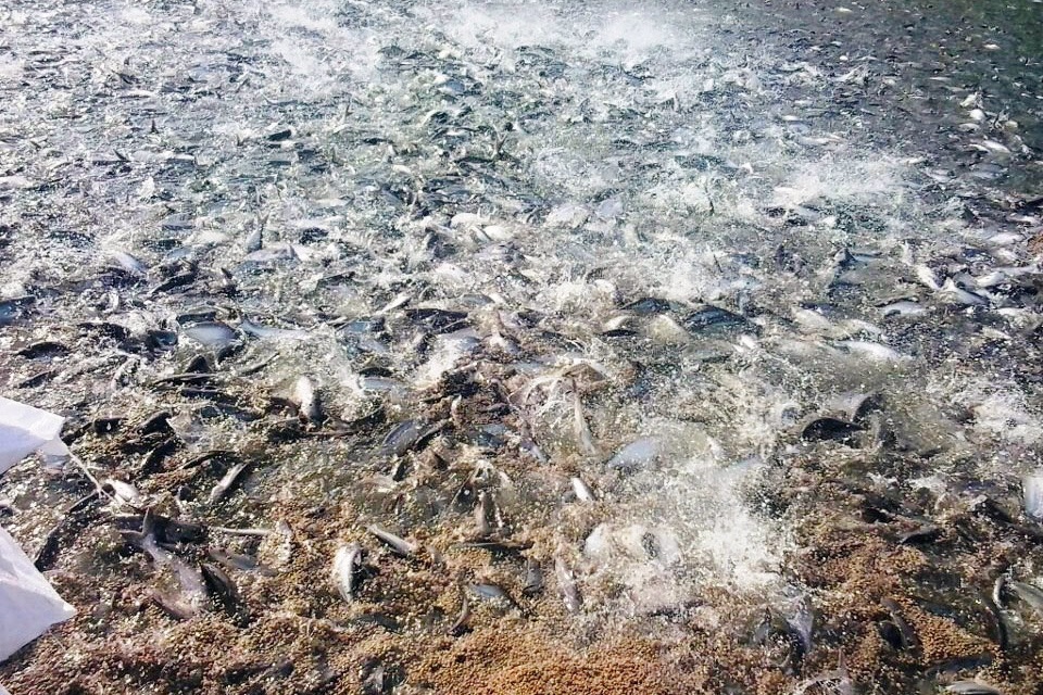 Kiến Tường: Không khuyến khích chuyển đổi từ trồng lúa sang nuôi cá