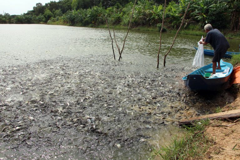 Người dân Long An thua lỗ nặng vì cá tra giống