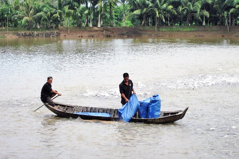 Doanh nghiệp Đồng Tháp liên kết nuôi cá tra với nông dân