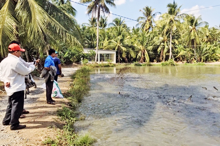Mô hình nuôi cá lóc bể bạt theo chuỗi khép kín ở Vĩnh Long