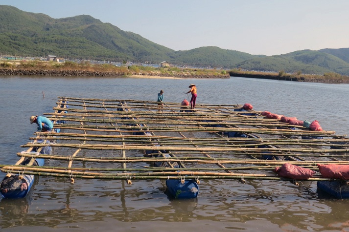Sông Cầu: Tăng cường quản lý lồng bè nuôi tôm, hàu