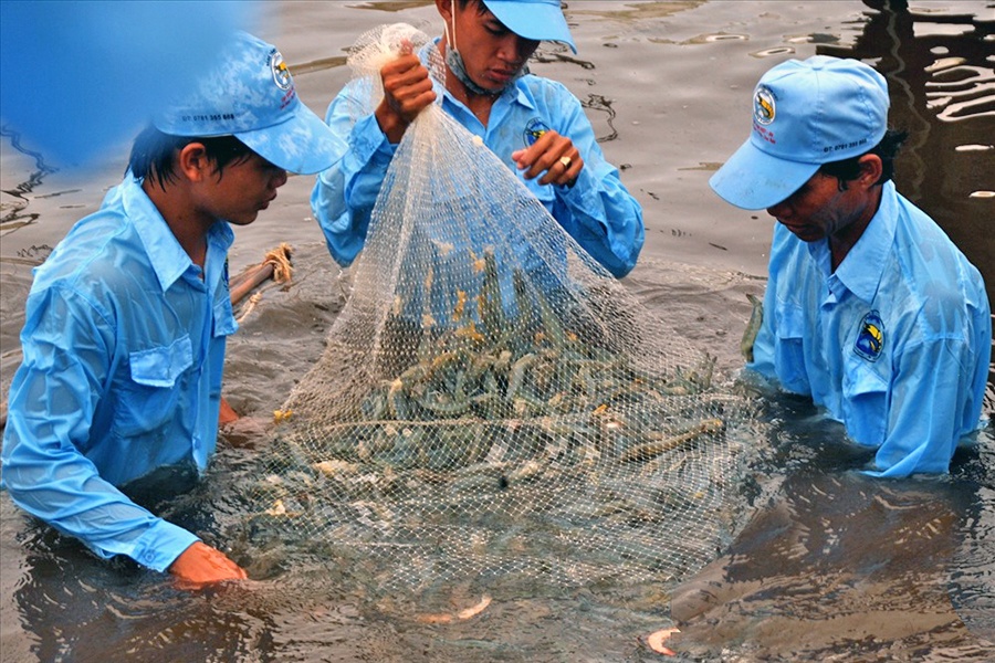 Tăng trưởng kinh tế 2019: Đột phá từ con tôm