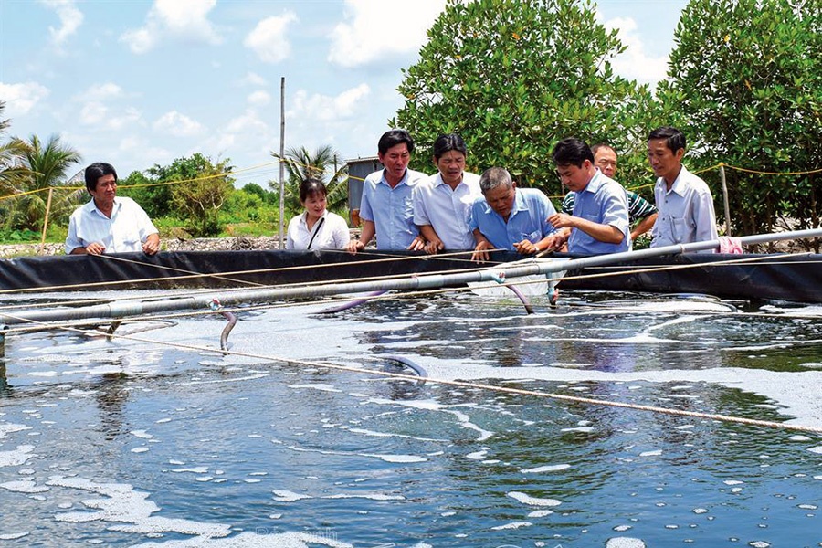 Nuôi tôm sú hai giai đoạn theo công nghệ Biofloc