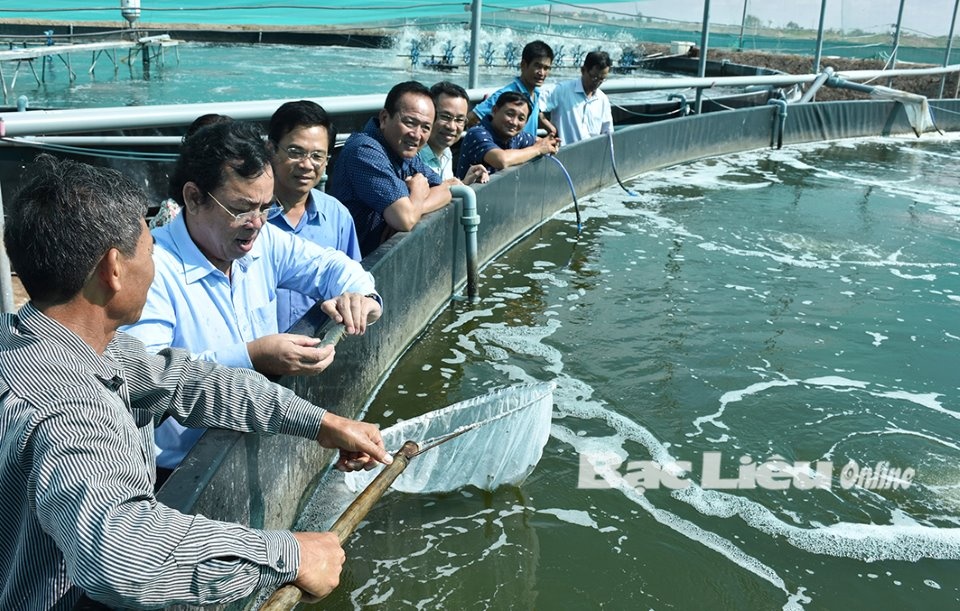 Nuôi tôm mùa nắng nóng