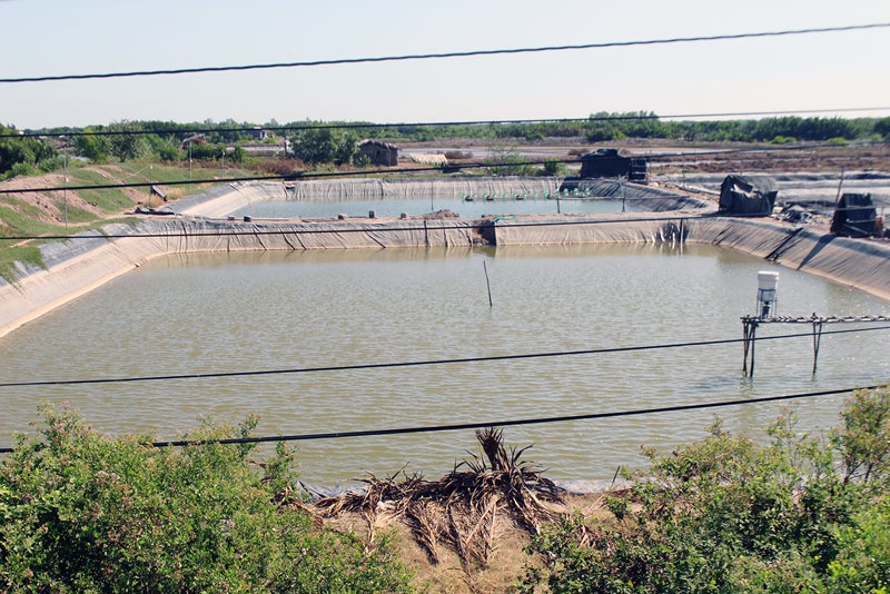 Nuôi tôm trải bạt tại Thạnh Phước đạt hiệu quả cao