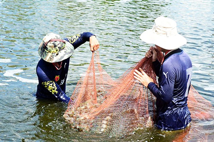 Sản xuất thích ứng với biến đổi khí hậu