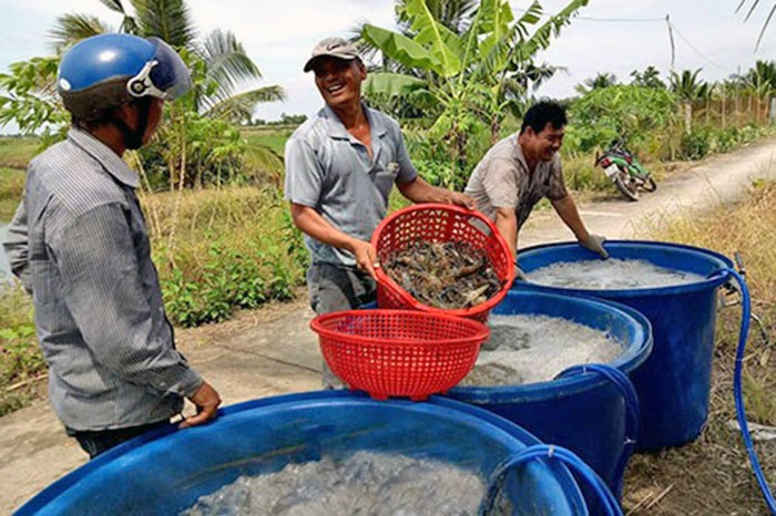 Để ngành hàng tôm giảm rủi ro, tăng bền vững