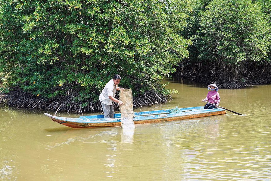 Đa canh trên vùng đất mặn