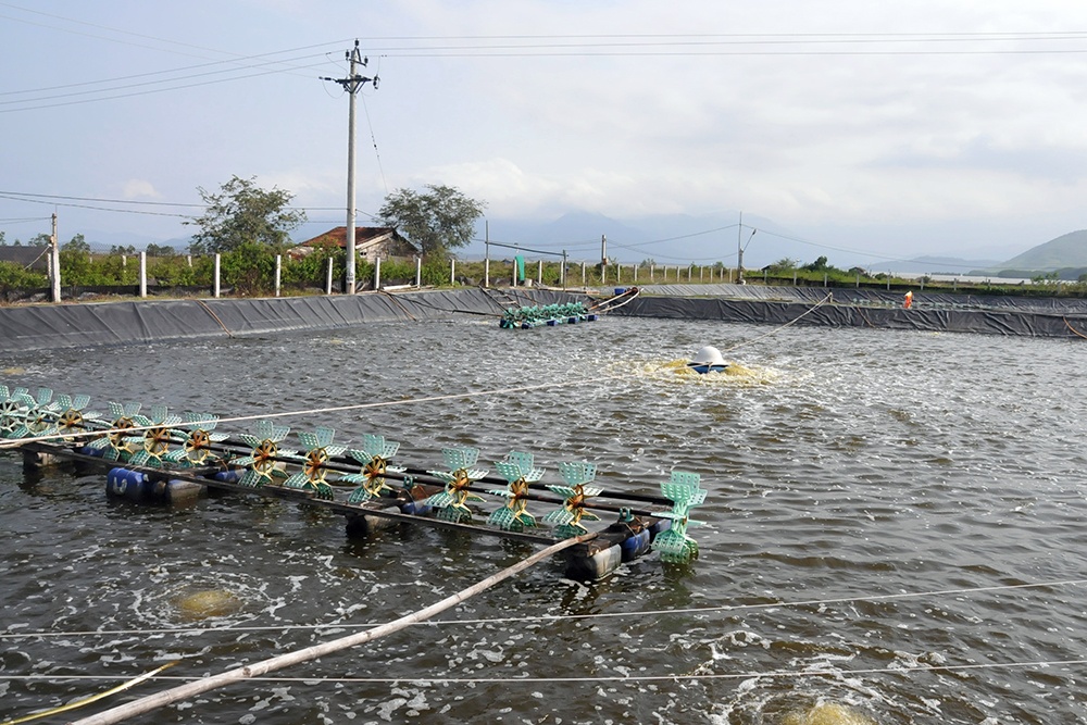 Nuôi tôm nông dân nguy cơ thua lỗ - tân thế kỷ