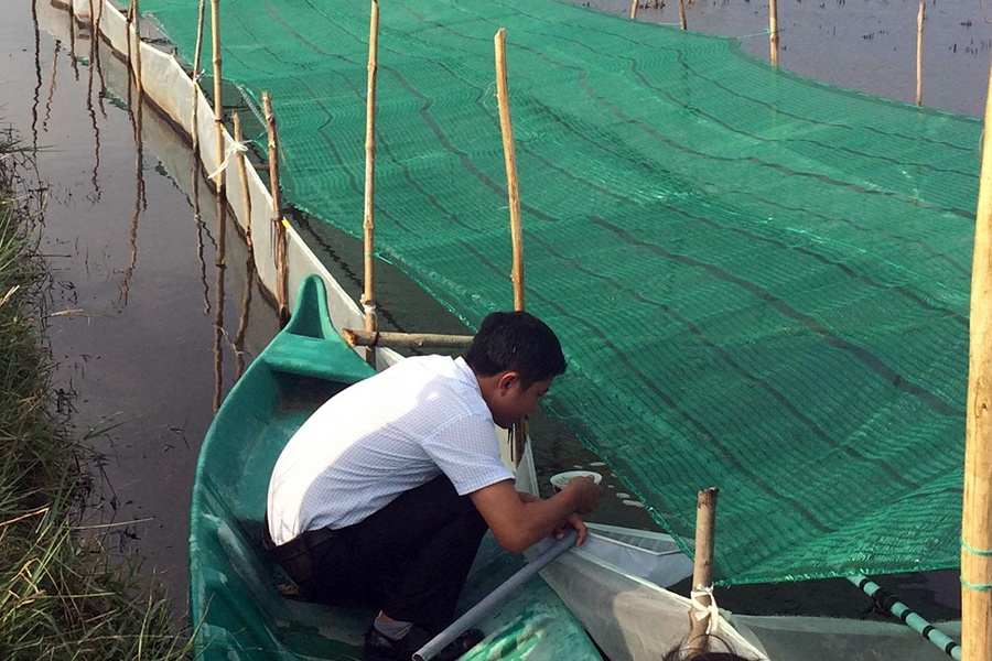 Khánh Hòa có 24 cơ sở sản xuất tôm sú giống
