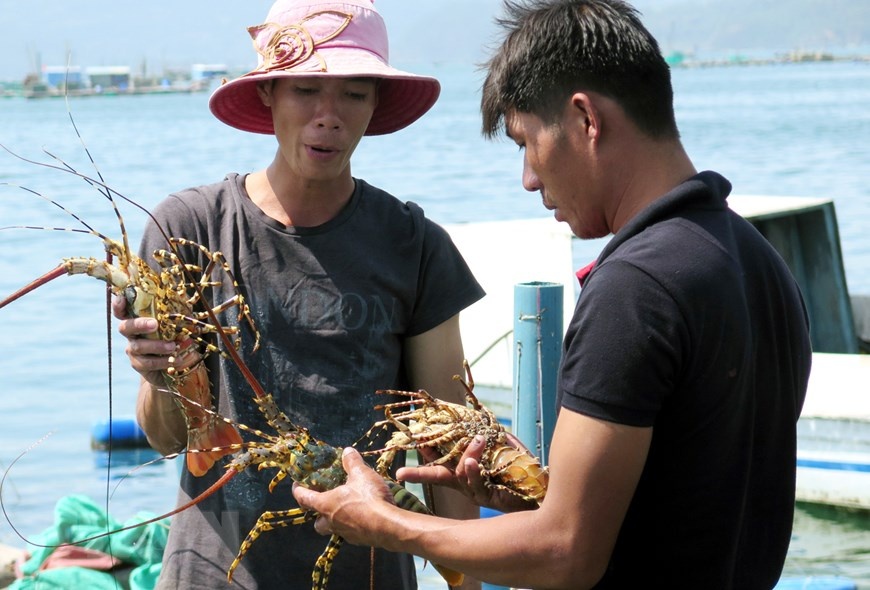 Tái diễn tình trạng tôm hùm chết hàng loạt