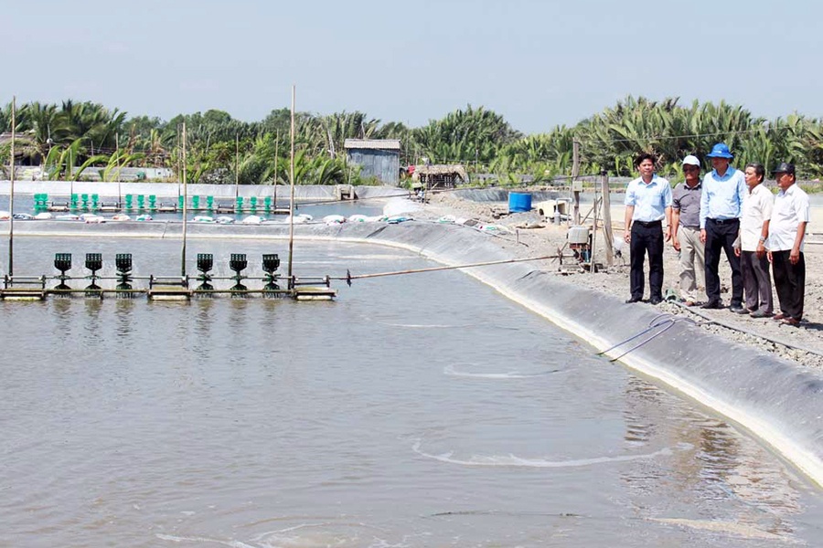 Hướng đi nào cho nuôi tôm công nghệ cao Long An?