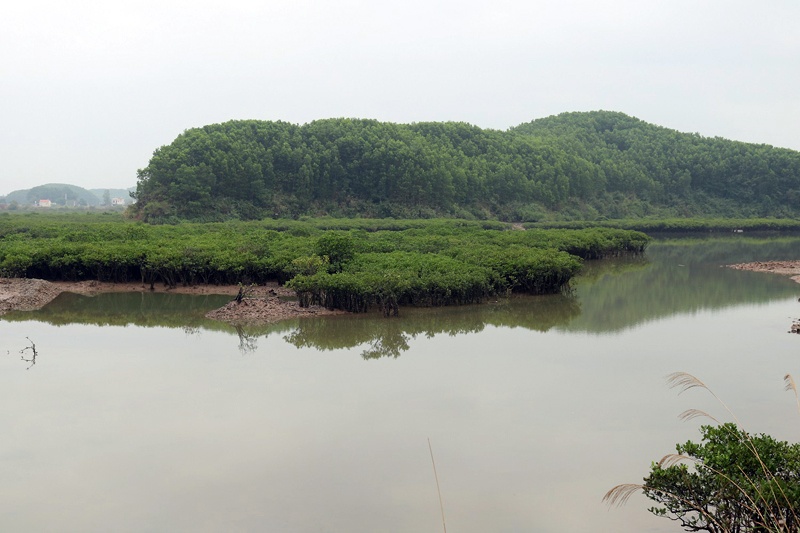 Quảng Ninh: Thành lập khu nuôi tôm công nghệ cao