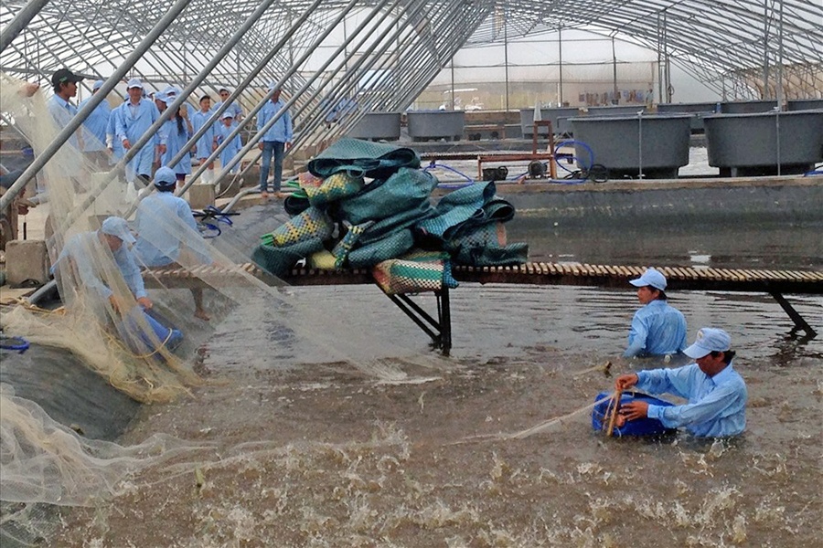 Ngành tôm Việt Nam, nhìn đâu cũng thấy vướng