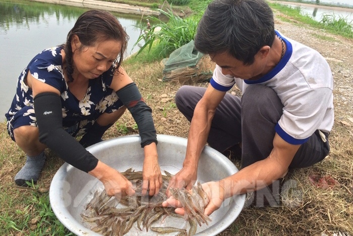 Cẩn trọng khi nuôi tôm thẻ chân trắng