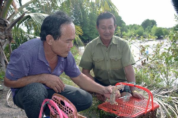 Năm Căn: Áp dụng kỹ thuật vào mô hình nuôi tôm tít lồng