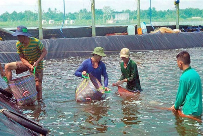 Nỗi lo thương hiệu tôm Việt