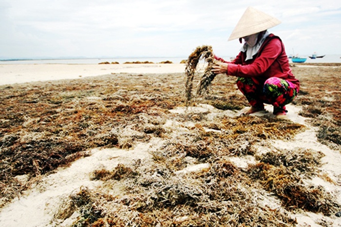 Đặc sản rong biển Tam Hải