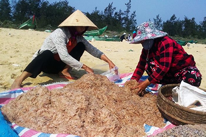 Quảng Nam: Ruốc được mùa rớt giá