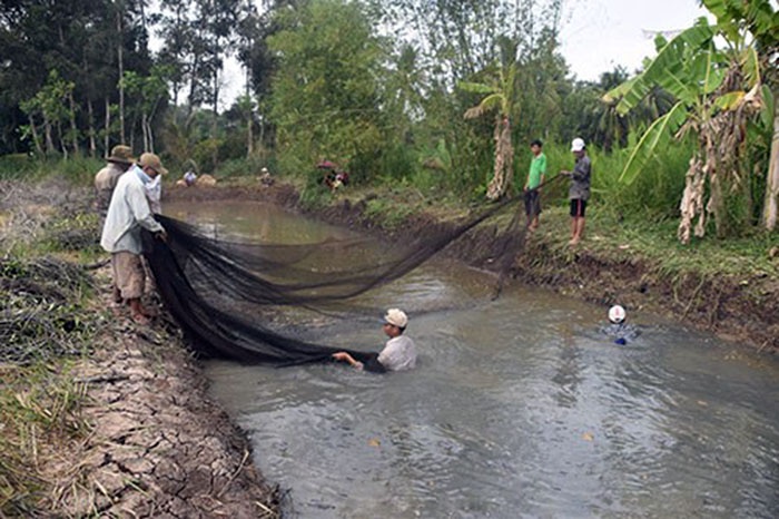 Mùa thu hoạch cá đồng