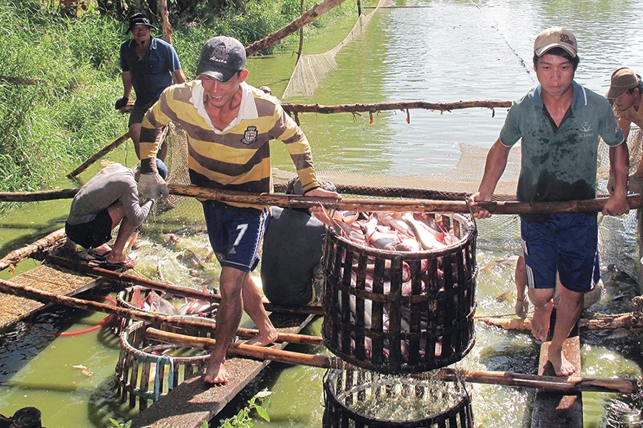 Giá cá tra nguyên liệu trở về điểm “hòa vốn”