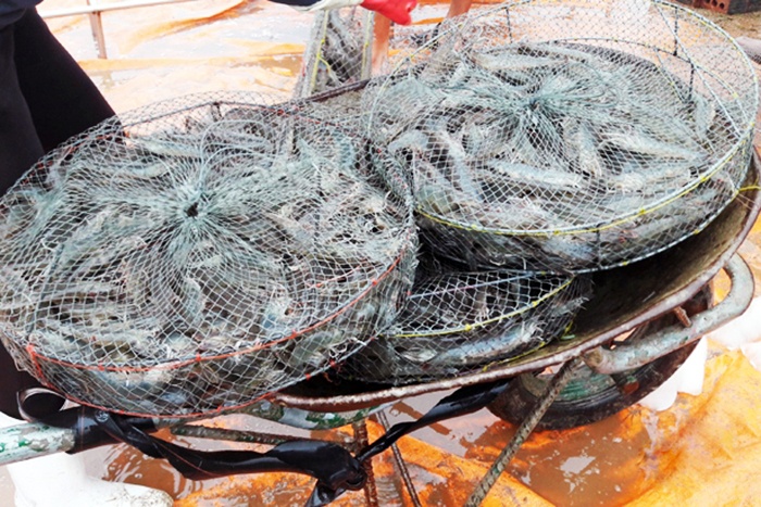 Cơ hội tốt để đẩy mạnh xuất khẩu tôm sang Trung Quốc