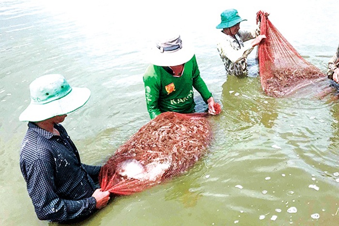 Ngành tôm xuất khẩu: Xây dựng chuỗi giá trị để phát triển bền vững