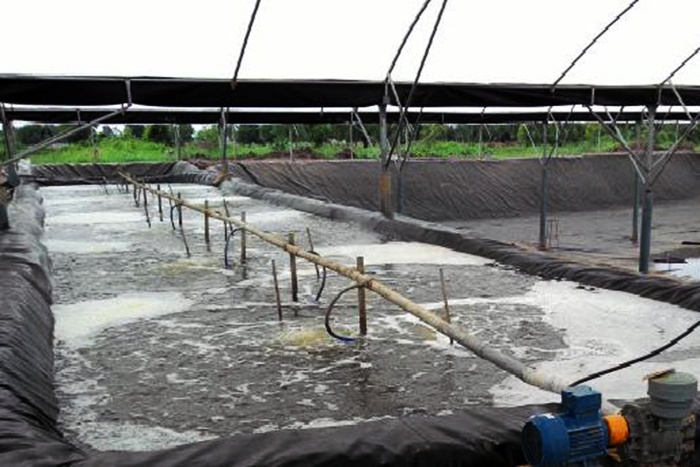 Kỹ thuật ương giống giai đoạn đầu nâng cao tỷ lệ sống mô hình tôm lúa