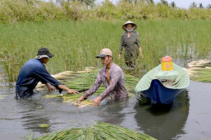 Xen canh bồn bồn trong vuông tôm