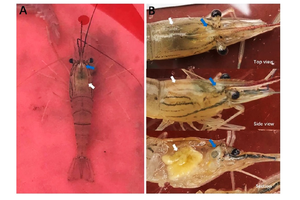 Virus SHIV gây bệnh đầu trắng trên tôm càng xanh