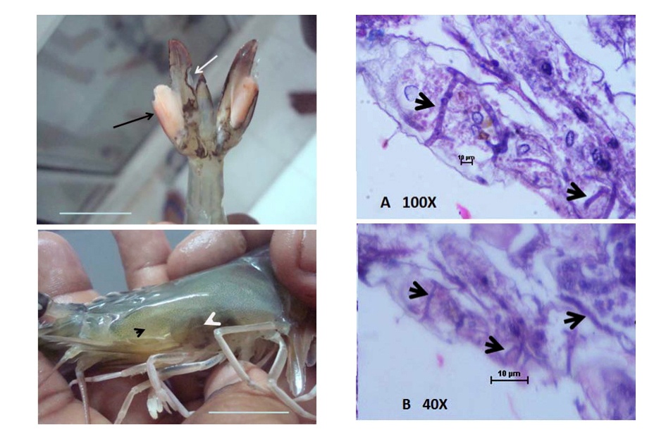 Pythium insidiosum: mầm bệnh nấm cơ hội trên tôm thẻ bố mẹ