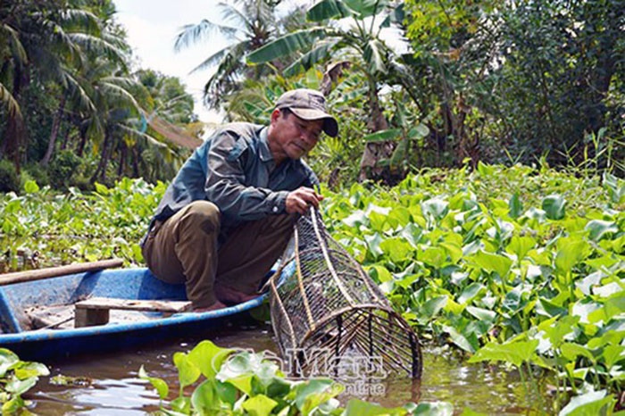 Trăn trở cá đồng