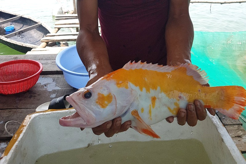 Cá lạ mắc lưới ngư dân Huế