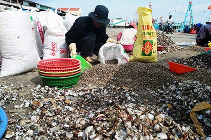 Bình Thuận: Lại rầm rộ cào nhám trái phép