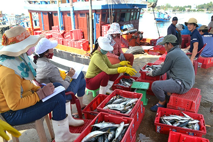 Đánh bắt vụ cá nam: Ngư dân gặp khó